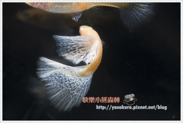 白子亞成魚組季軍P024-01