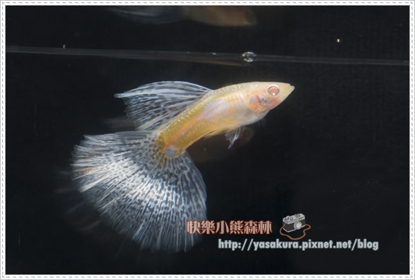 白子亞成魚組季軍P024-03