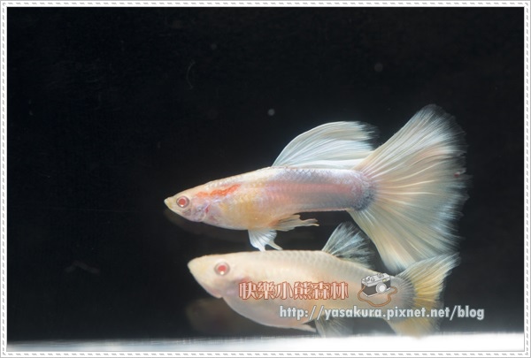 白子亞成魚組冠軍R025-03