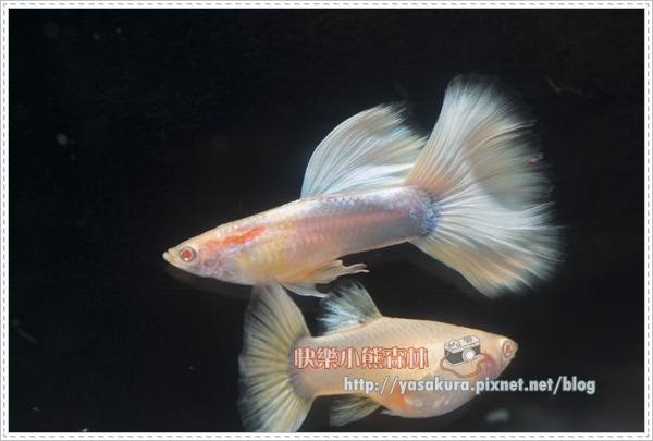 白子亞成魚組冠軍R025-02