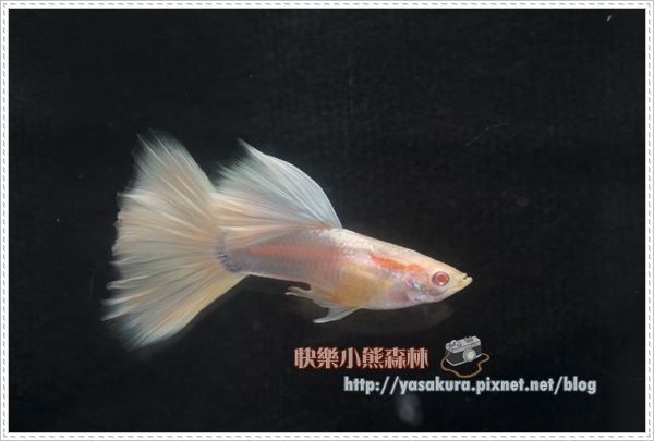 白子亞成魚組冠軍R025-04