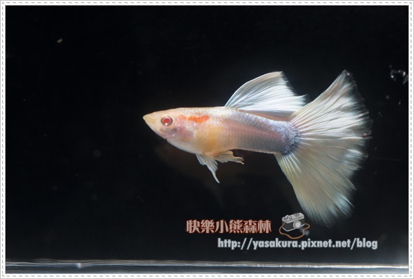 白子亞成魚組冠軍R025-01