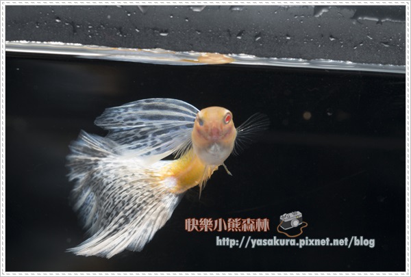 白子亞成魚組季軍P024-02