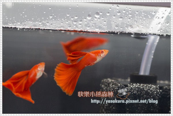 多公組冠軍N021-01 多公組冠軍N021-01