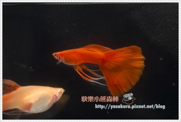 長鰭組組冠軍I013-02 長鰭組組冠軍I013-02