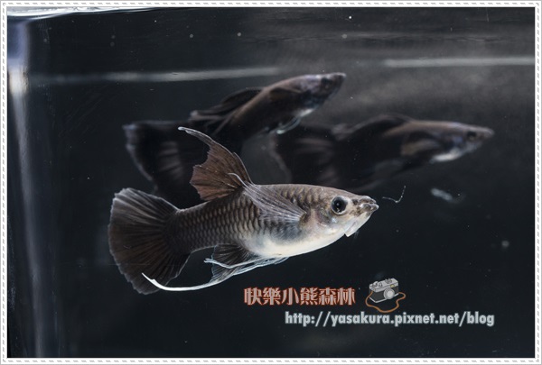 長鰭組組亞軍I016-04 長鰭組組亞軍I016-04