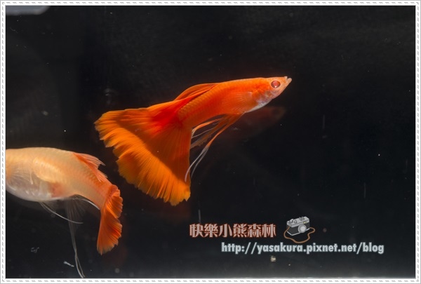 長鰭組組冠軍I013-05 長鰭組組冠軍I013-05