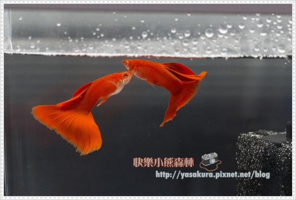 多公組冠軍N021-04 多公組冠軍N021-04