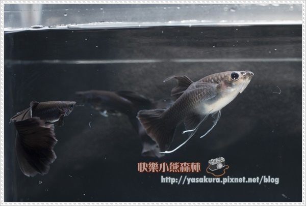 長鰭組組亞軍I016-02 長鰭組組亞軍I016-02