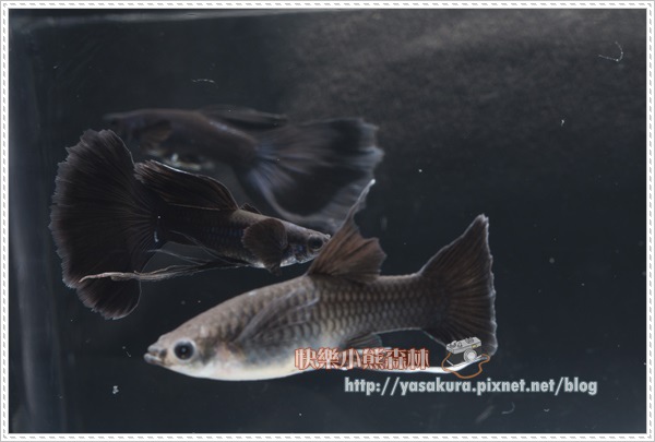 長鰭組組亞軍I016-03 長鰭組組亞軍I016-03