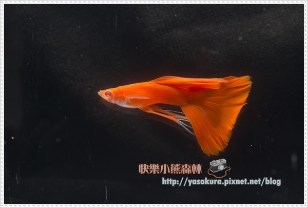 長鰭組組冠軍I013-03 長鰭組組冠軍I013-03