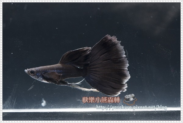 長鰭組組亞軍I016-01 長鰭組組亞軍I016-01