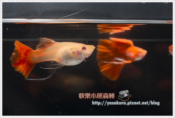 長鰭組組冠軍I013-01 長鰭組組冠軍I013-01