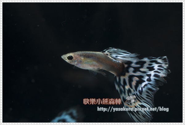 馬賽克組冠軍F008-02 馬賽克組冠軍F008-02