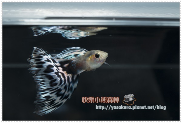 馬賽克組冠軍F008-15 馬賽克組冠軍F008-15