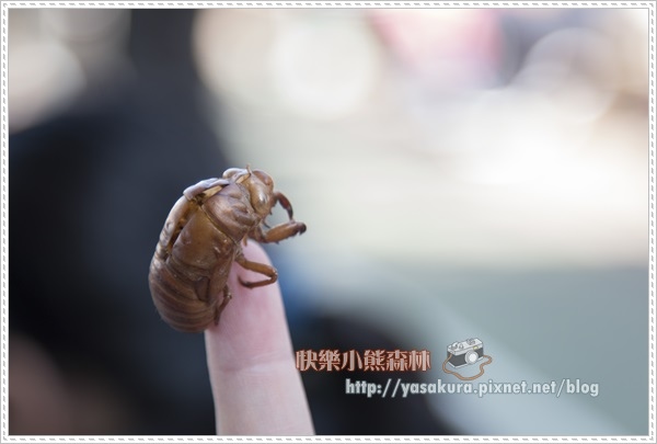 軍艦岩038 軍艦岩038