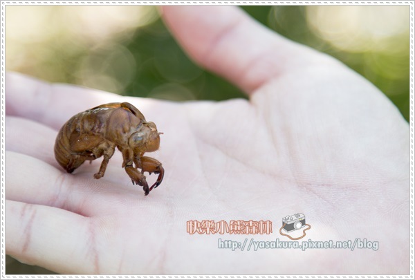 軍艦岩033 軍艦岩033