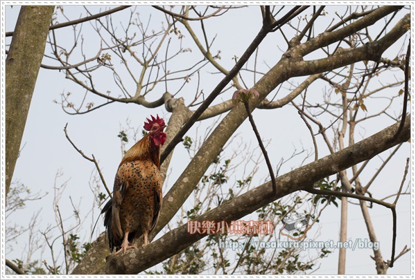 清明連假040 清明連假040