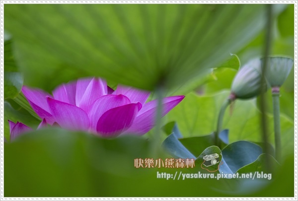 荷花003.jpg 荷花003.jpg