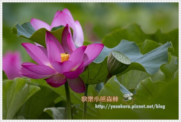 荷花011.jpg 荷花011.jpg