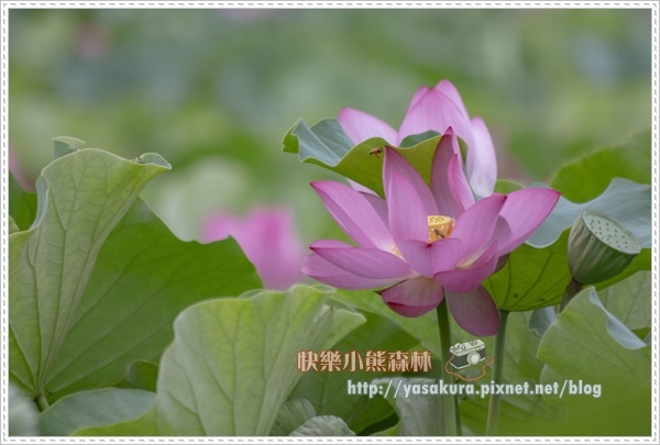 荷花008.jpg 荷花008.jpg