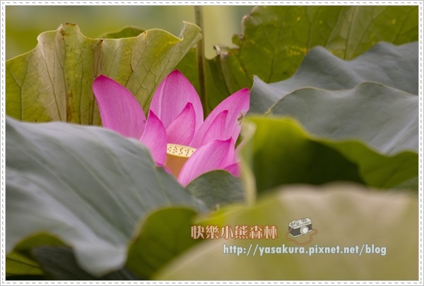 荷花013.jpg 荷花013.jpg