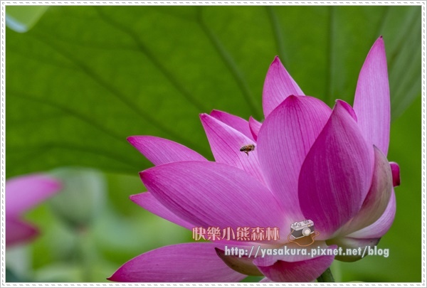 荷花014.jpg 荷花014.jpg