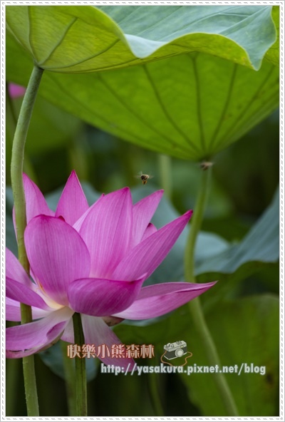 荷花018.jpg 荷花018.jpg