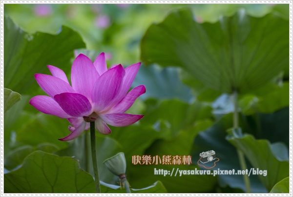 荷花016.jpg 荷花016.jpg