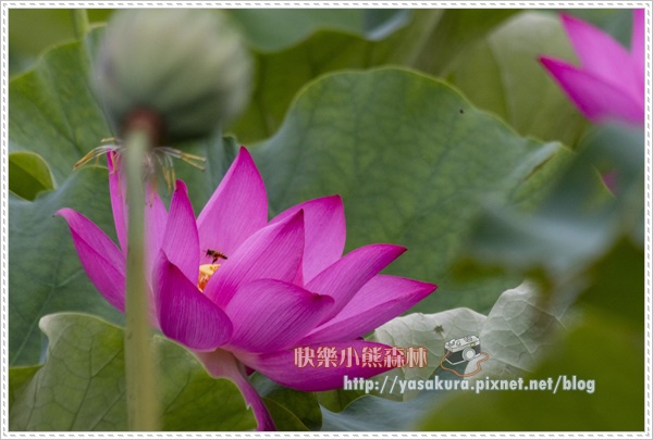 荷花022.jpg 荷花022.jpg