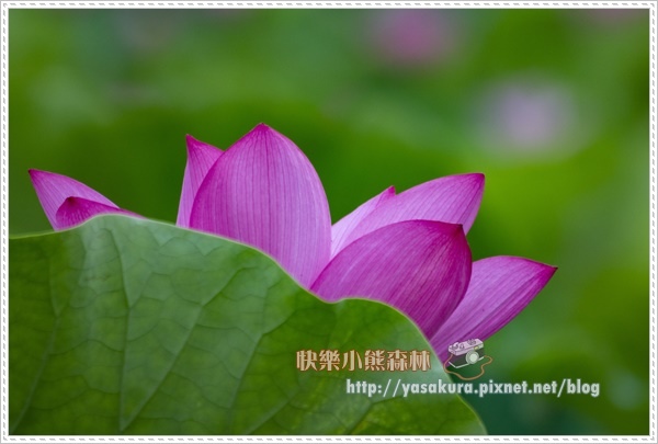 荷花019.jpg 荷花019.jpg