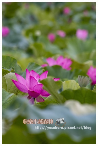 荷花020.jpg 荷花020.jpg