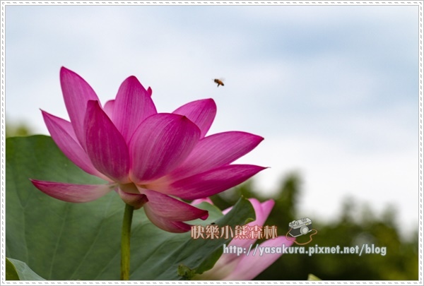 荷花023.jpg 荷花023.jpg