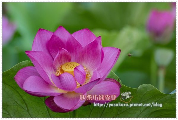 荷花028.jpg 荷花028.jpg