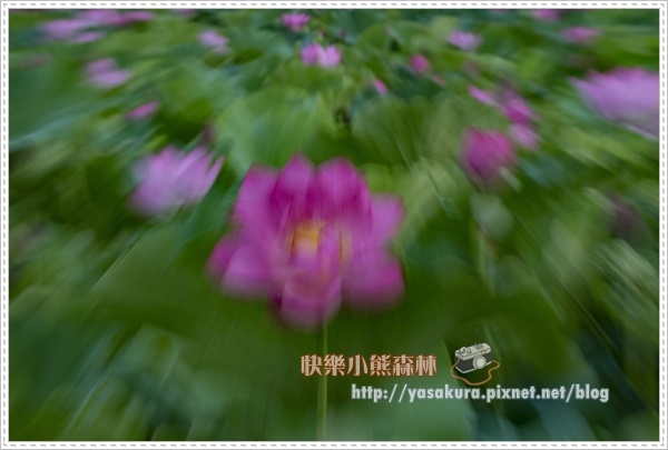 荷花037.jpg 荷花037.jpg