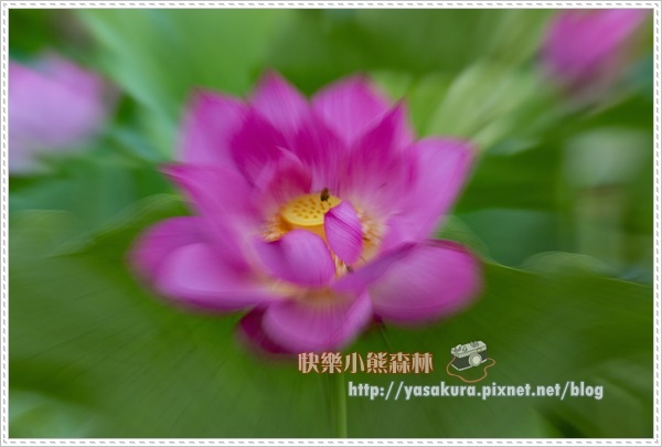 荷花031.jpg 荷花031.jpg