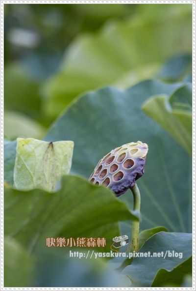 荷花042.jpg 荷花042.jpg