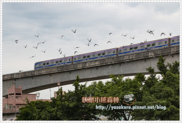 荷花035.jpg 荷花035.jpg