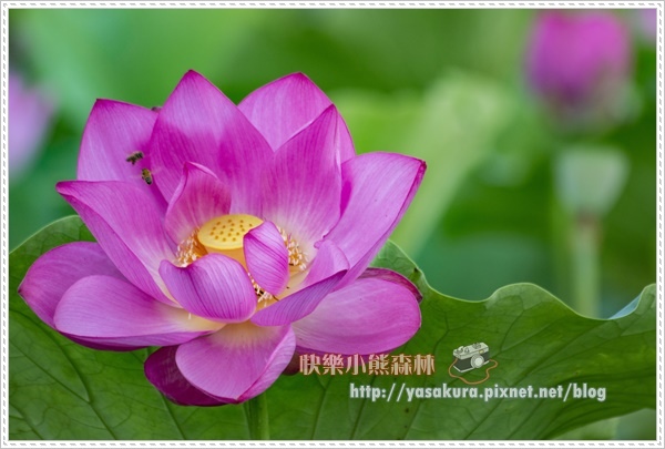 荷花040.jpg 荷花040.jpg