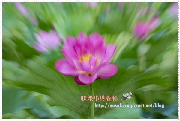 荷花036.jpg 荷花036.jpg