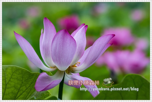 荷花057.jpg 荷花057.jpg