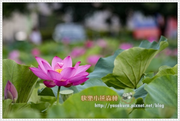 荷花046.jpg 荷花046.jpg