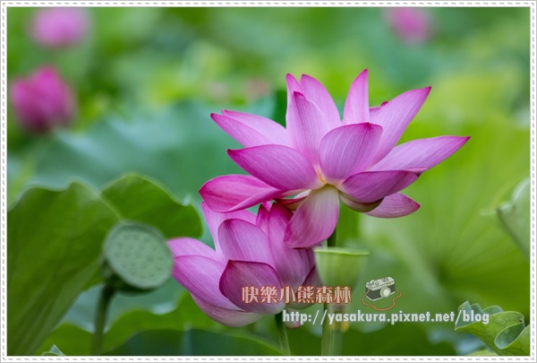 荷花055.jpg 荷花055.jpg