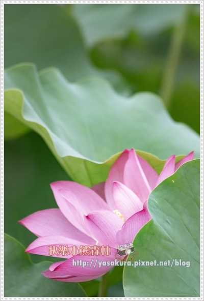 荷花071.jpg 荷花071.jpg