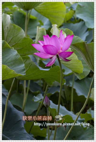 荷花061.jpg 荷花061.jpg