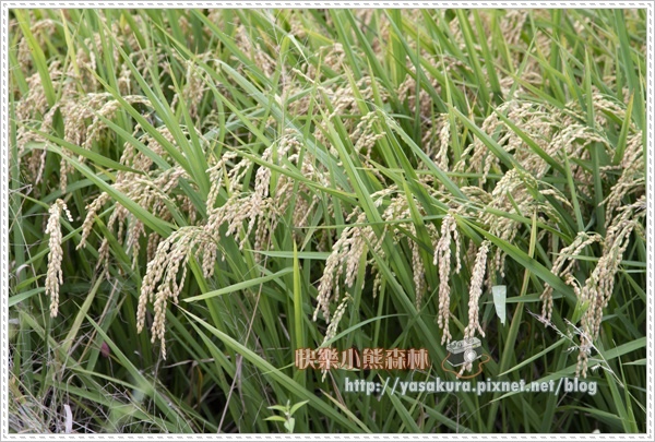 宜蘭011.jpg 宜蘭011.jpg