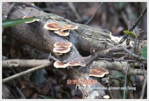 內湖032.jpg 內湖032.jpg