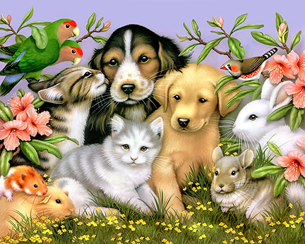 animals animals