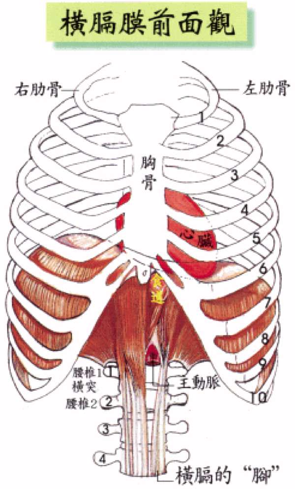 氣吸到哪去 聲音從哪來 台中鋼琴家教yasmin老師 痞客邦