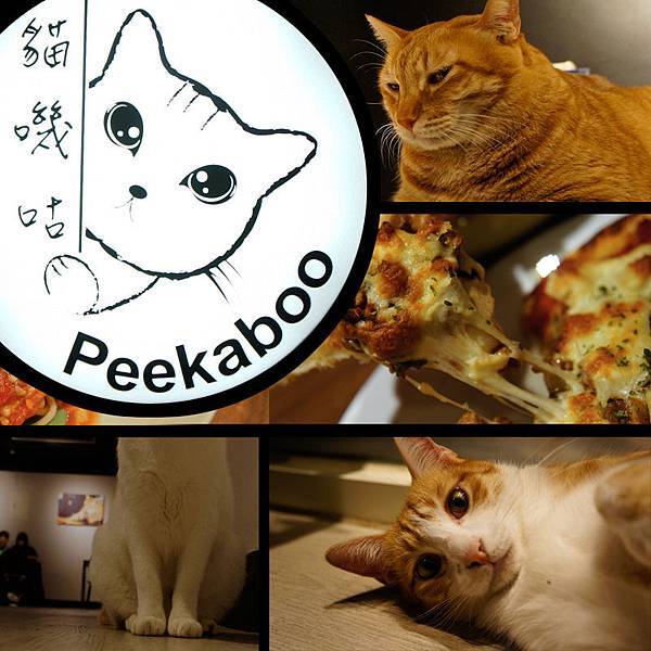 cat cat